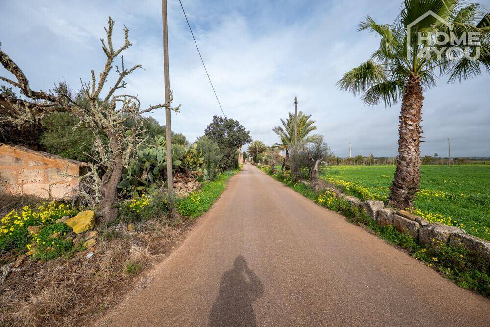 Schmale Landstraße umgeben von grünen Feldern, Sträuchern und Palmen unter bewölktem Himmel.