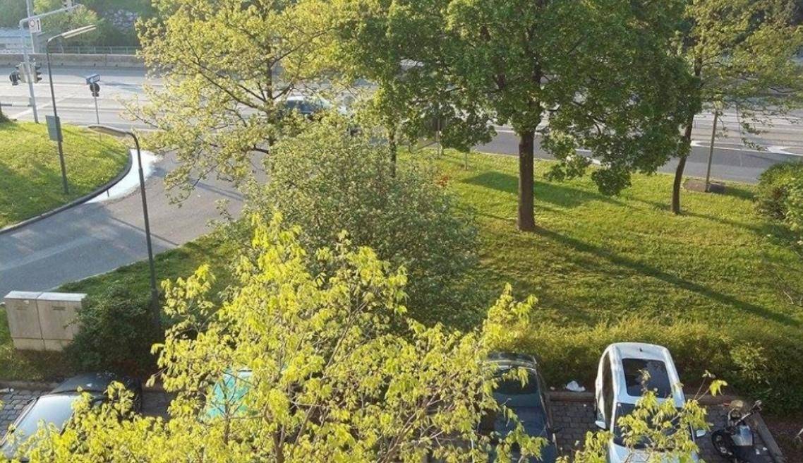 Blick auf eine grüne Umgebung mit Bäumen und Parkplätzen.