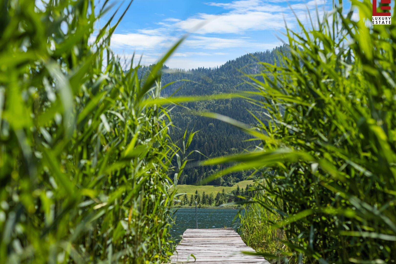 Blick von einem Holzsteg durch hohes Schilf auf den See und die umliegenden Berge.