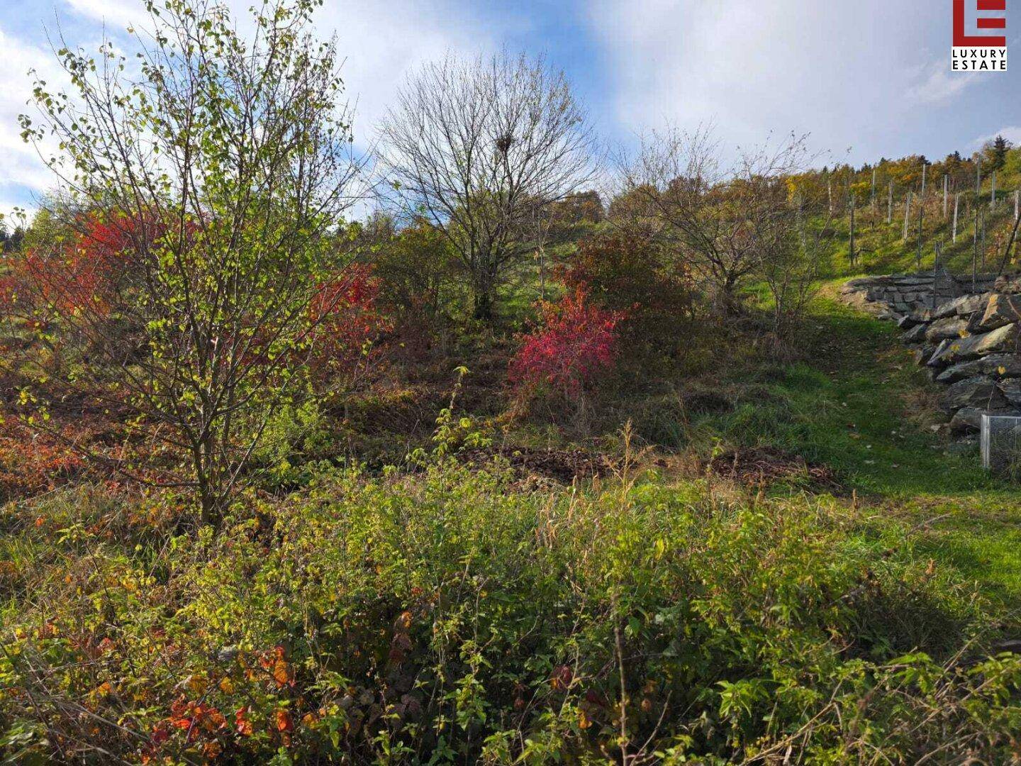 Naturbelassenes, hügeliges Gelände mit Sträuchern und Bäumen, im Hintergrund ein Weinberg.