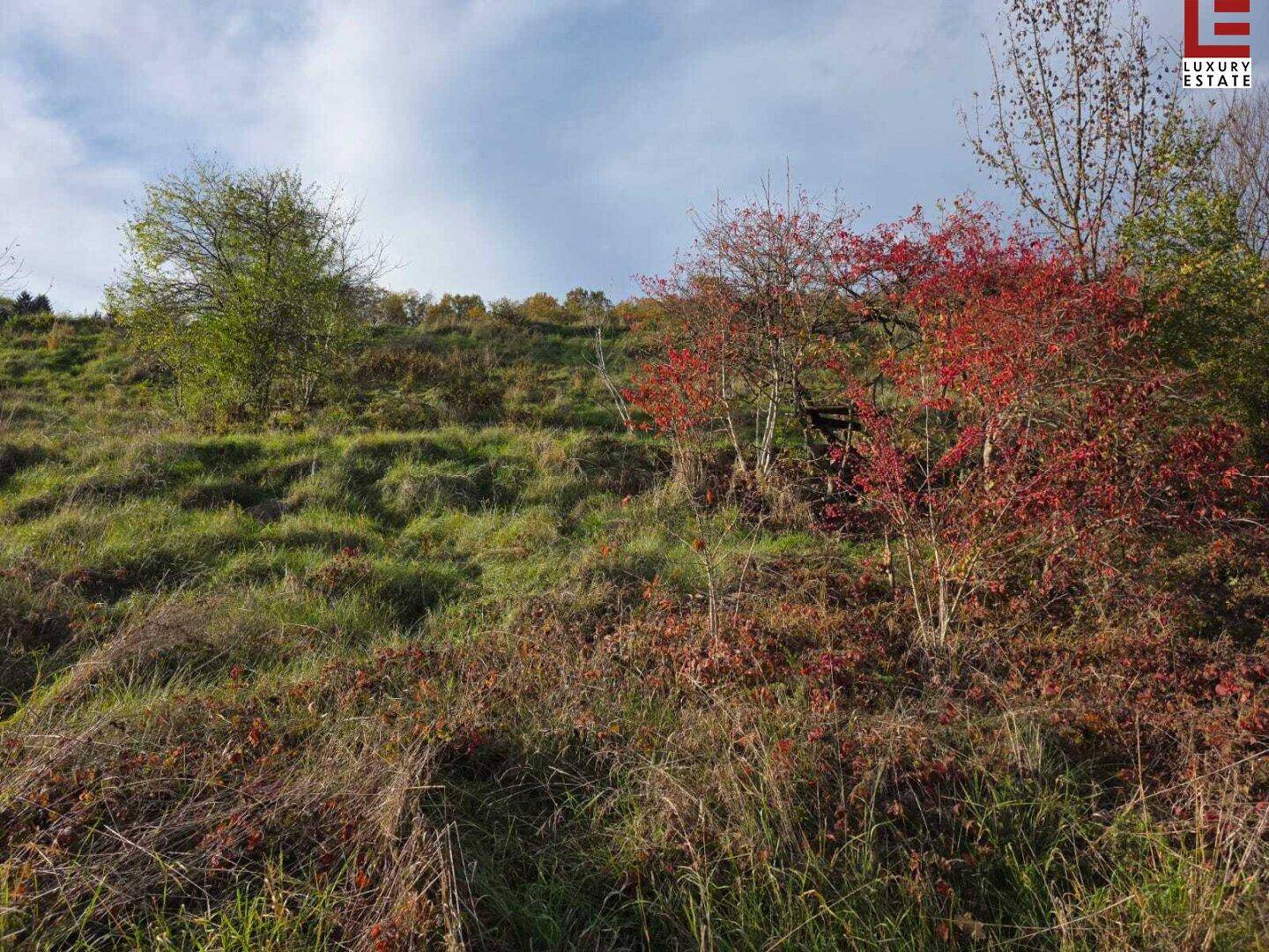 Naturbelassenes, hügeliges Gelände mit bunten Sträuchern und Bäumen in herbstlicher Färbung.