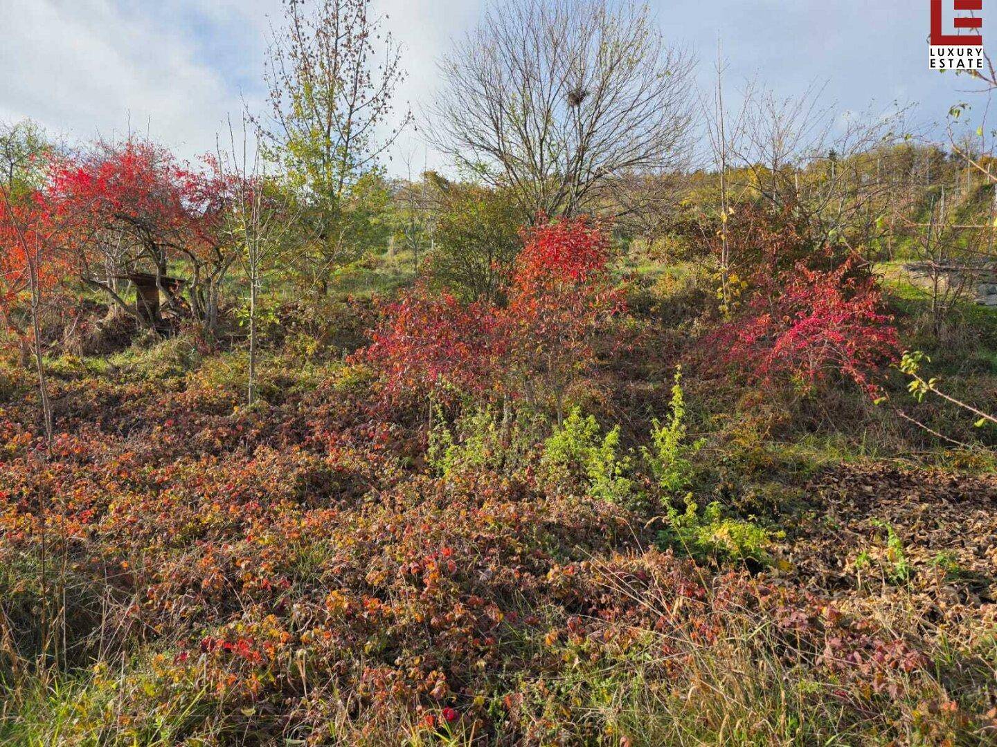 Üppiges, naturbelassenes Gelände mit herbstlich gefärbten Sträuchern und Bäumen unter blauem Himmel.