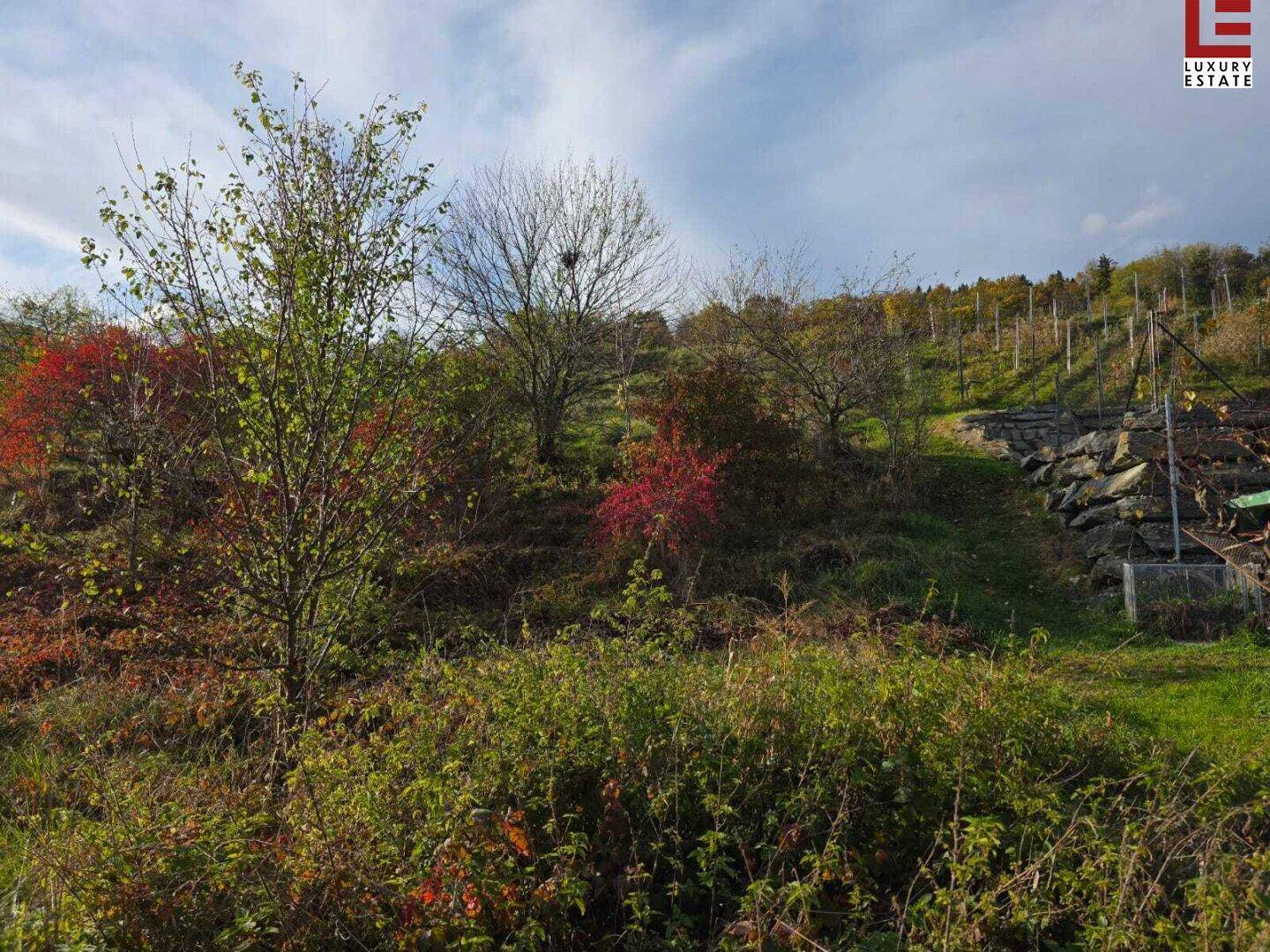 Naturbelassenes, hügeliges Gelände mit Sträuchern und Bäumen, im Hintergrund ein Weinberg.