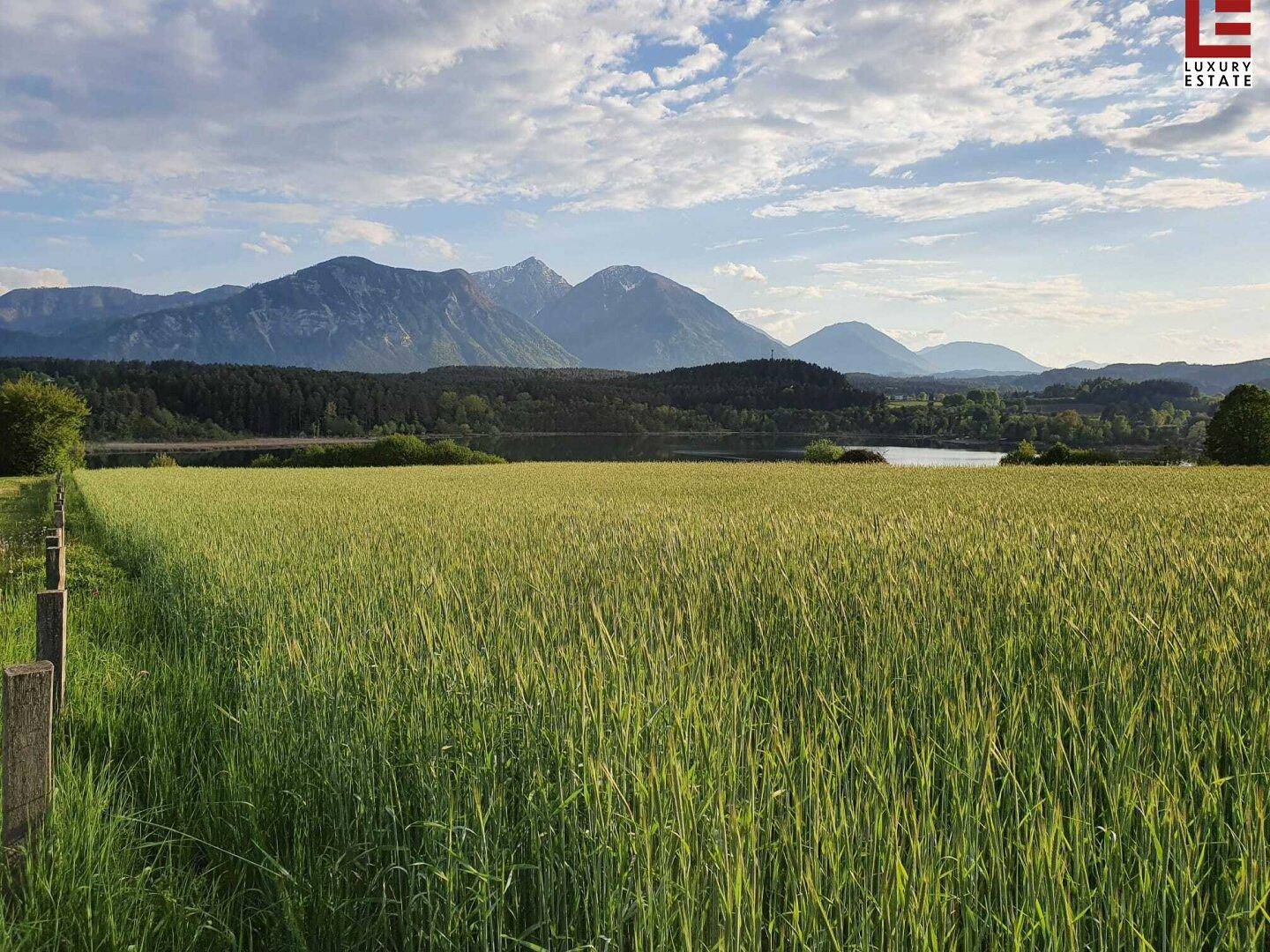 Grünes Feld mit hohen Pflanzen, im Hintergrund ein See und majestätische Berge unter bewölktem Himmel.