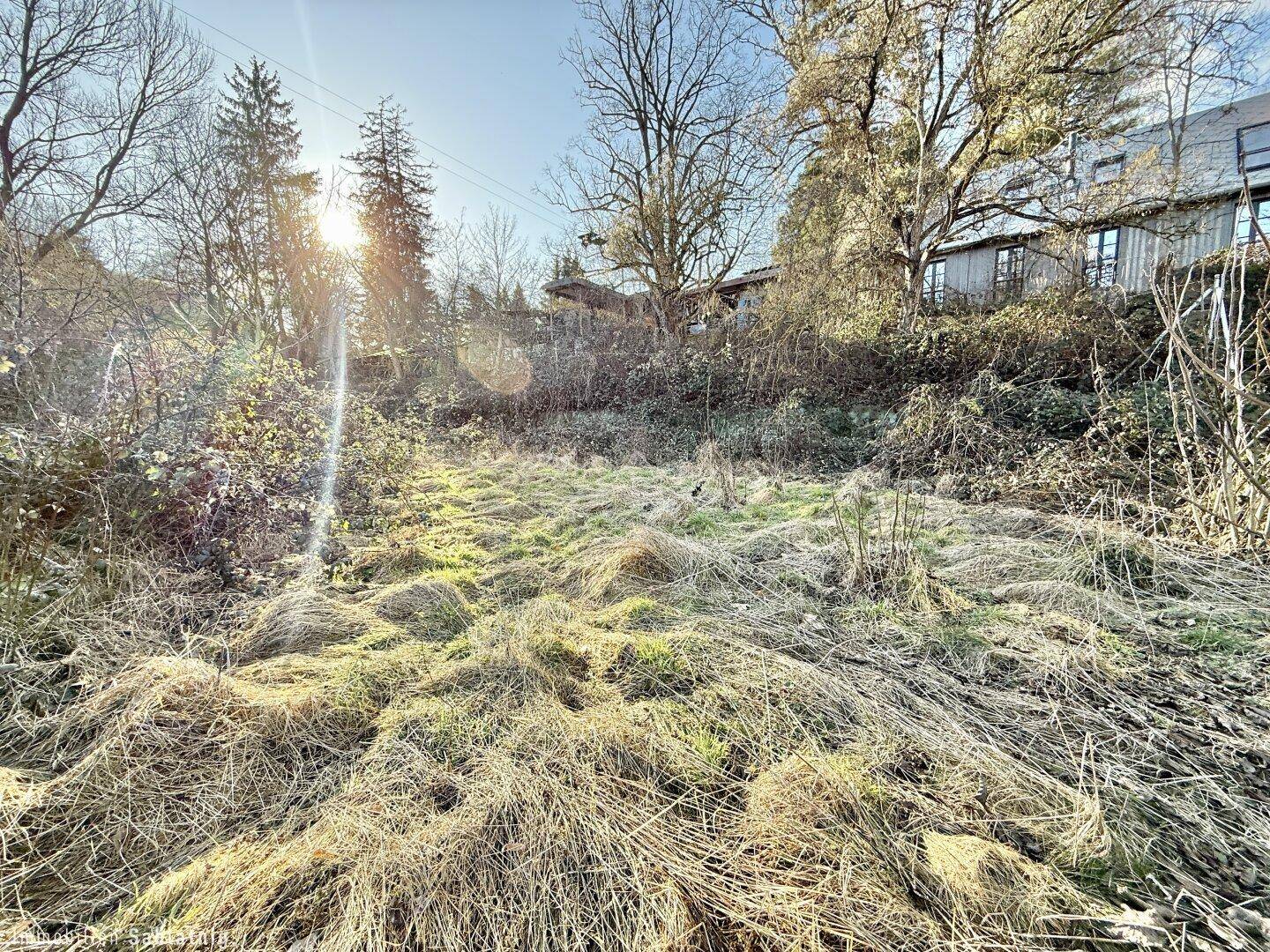 Sonniges, offenes Grundstück mit hohem Gras und Bäumen, umgeben von weiterer Vegetation.