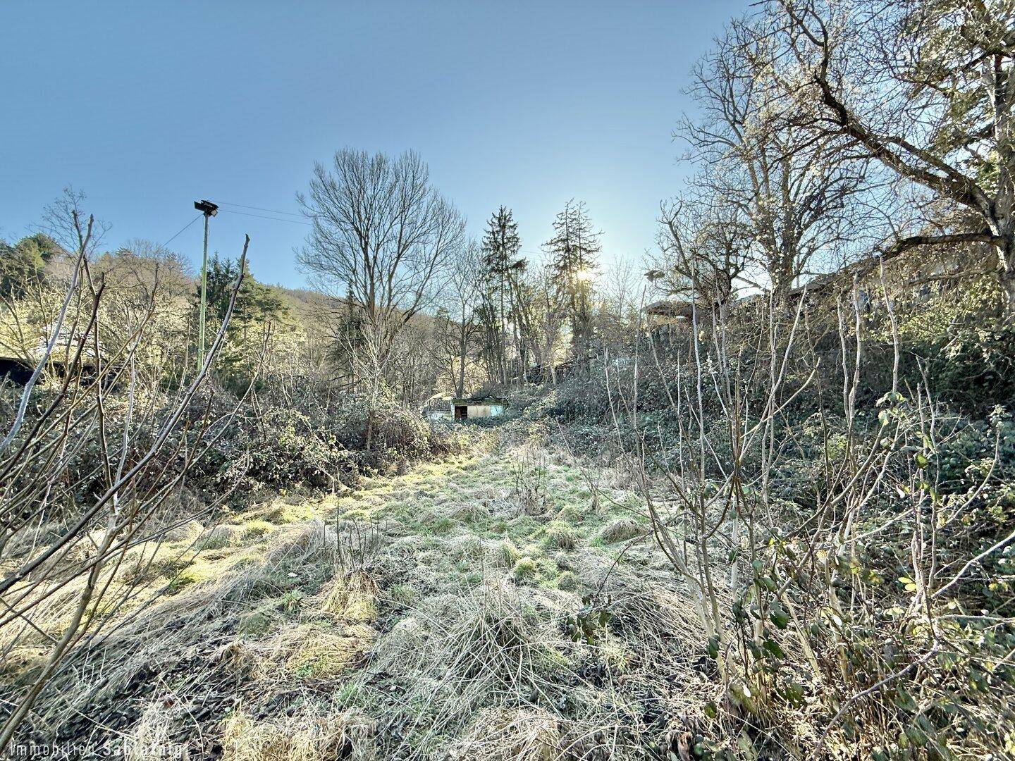 Sonniges, offenes Grundstück mit hohem Gras und Bäumen, umgeben von weiterer Vegetation.