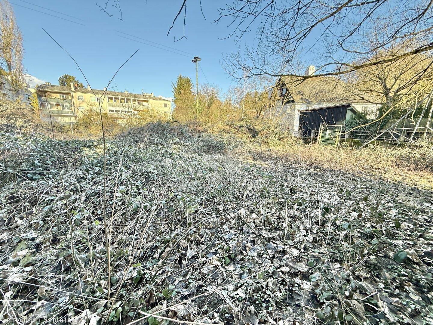 Stark bewachsenes Grundstück mit Blick auf ein Gebäude und weitere Vegetation im Hintergrund.