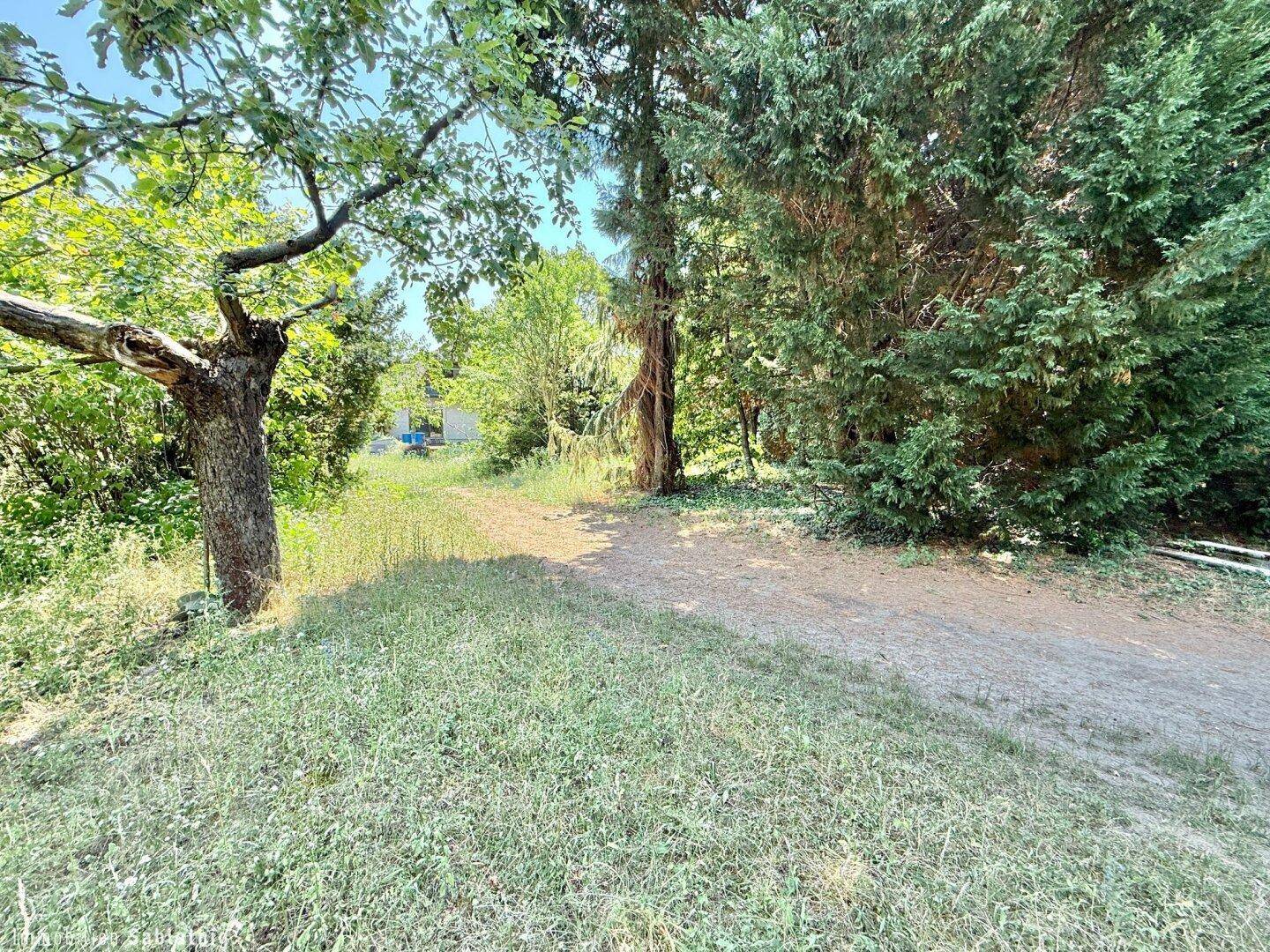 Grüner Weg durch eine natürliche Gartenlandschaft mit hohen Bäumen.