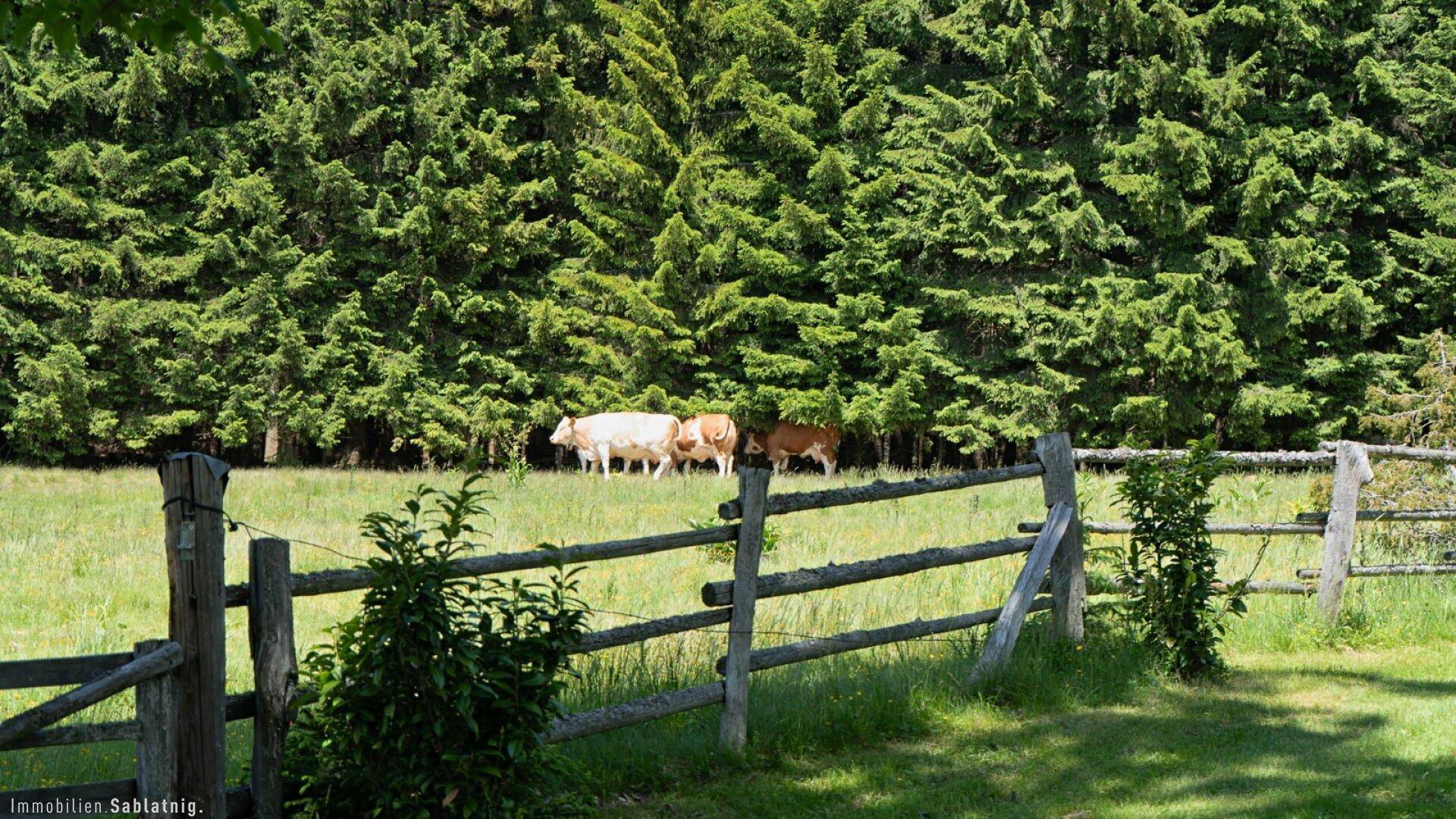 Weidende Kühe auf einer grünen Wiese mit einem Holzzaun und dichtem Wald im Hintergrund.