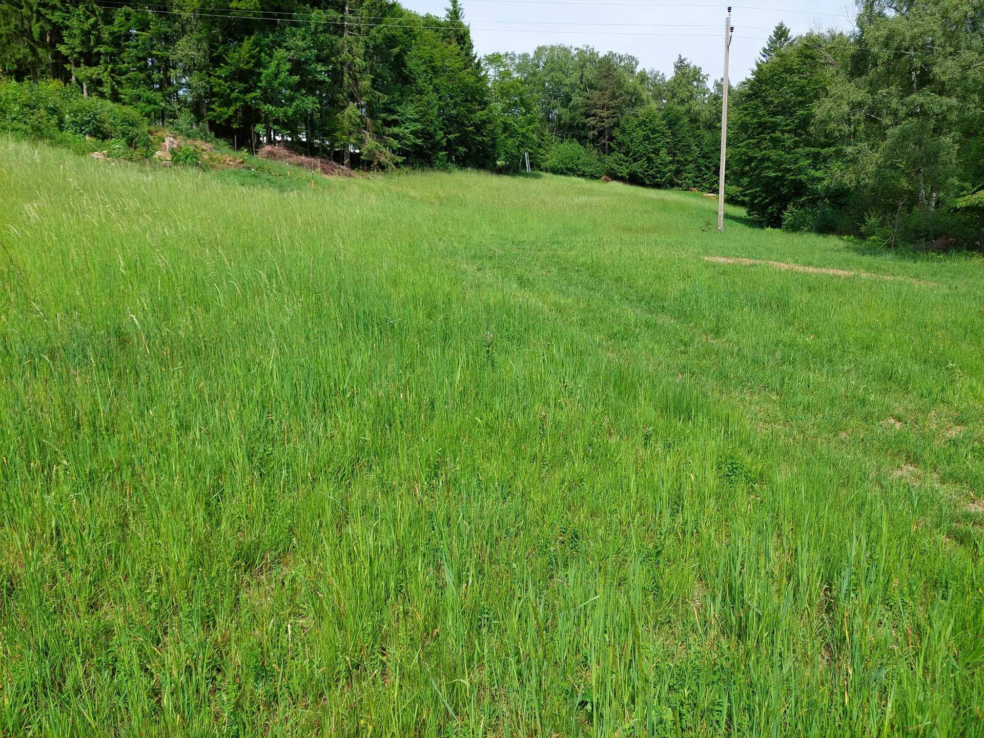 Weitläufige grüne Wiese mit hohem Gras, umgeben von Bäumen und einem Strommast im Hintergrund.