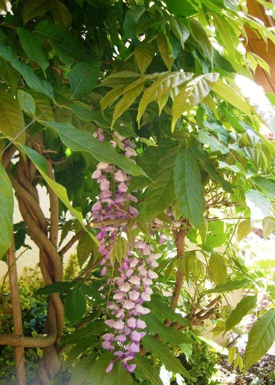 Nahaufnahme einer blühenden Glyzinie mit lila Blüten und grünen Blättern im Sonnenlicht.