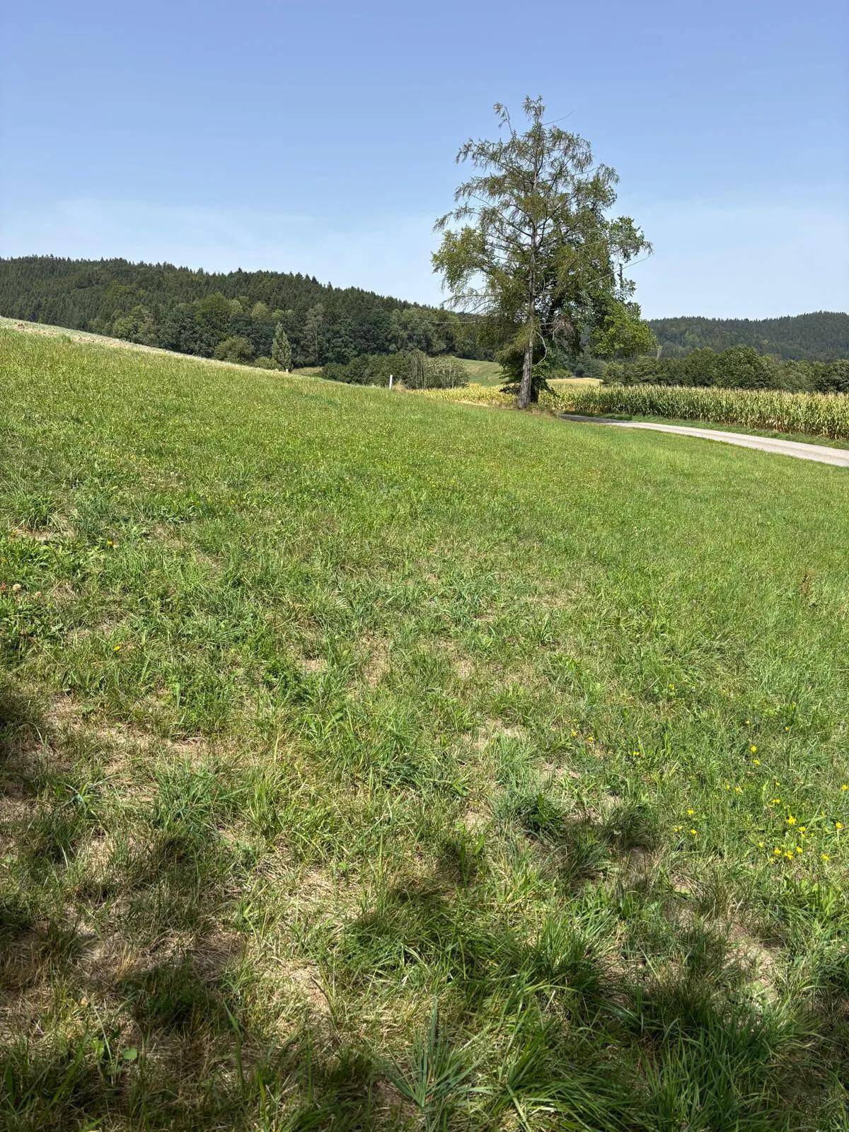 Weite grüne Wiesenlandschaft mit einem einzelnen Baum und bewaldeten Hügeln in der Ferne.