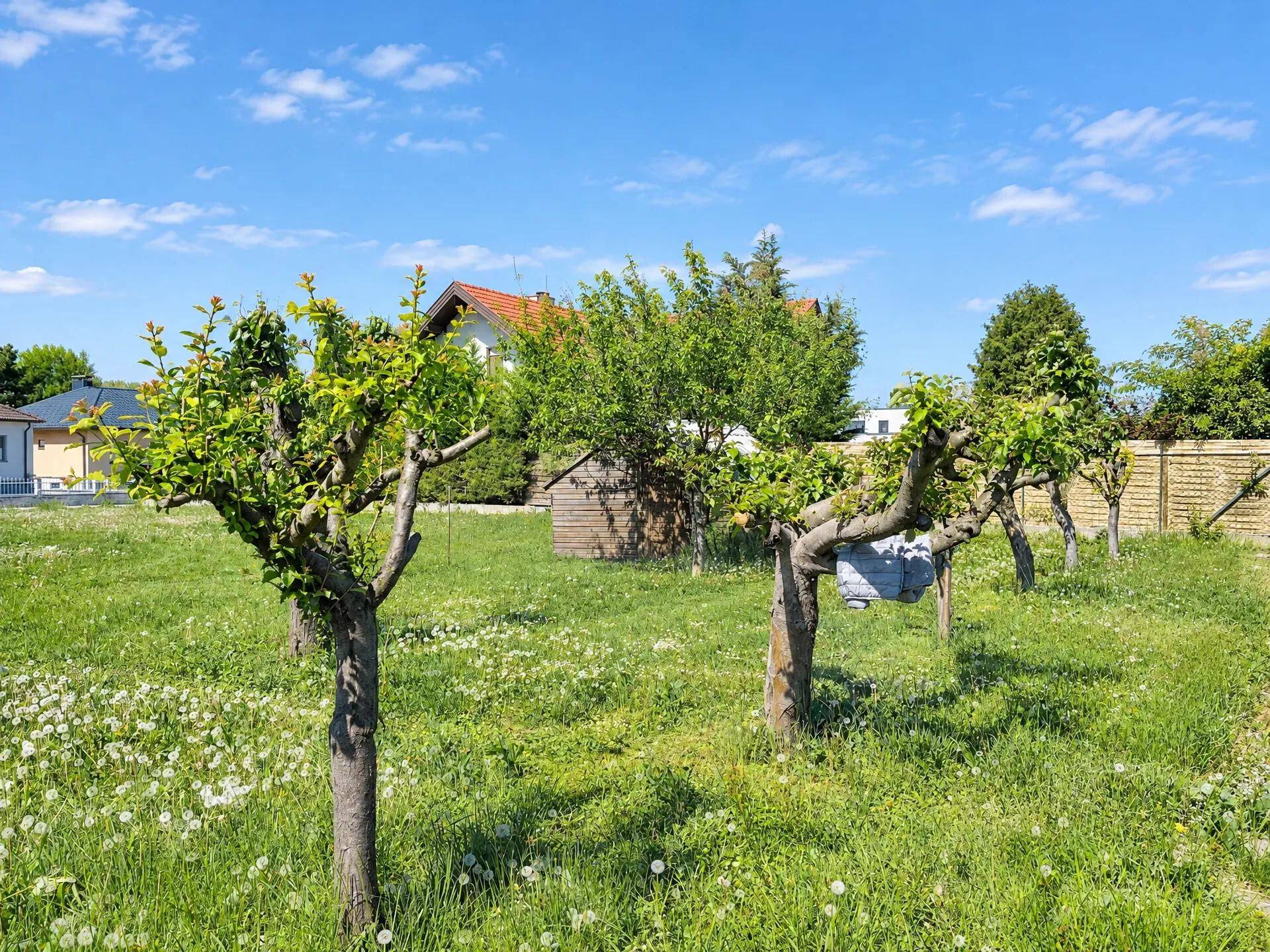 Idyllischer Garten mit blühenden Wiesenblumen und jungen Obstbäumen unter blauem Himmel.