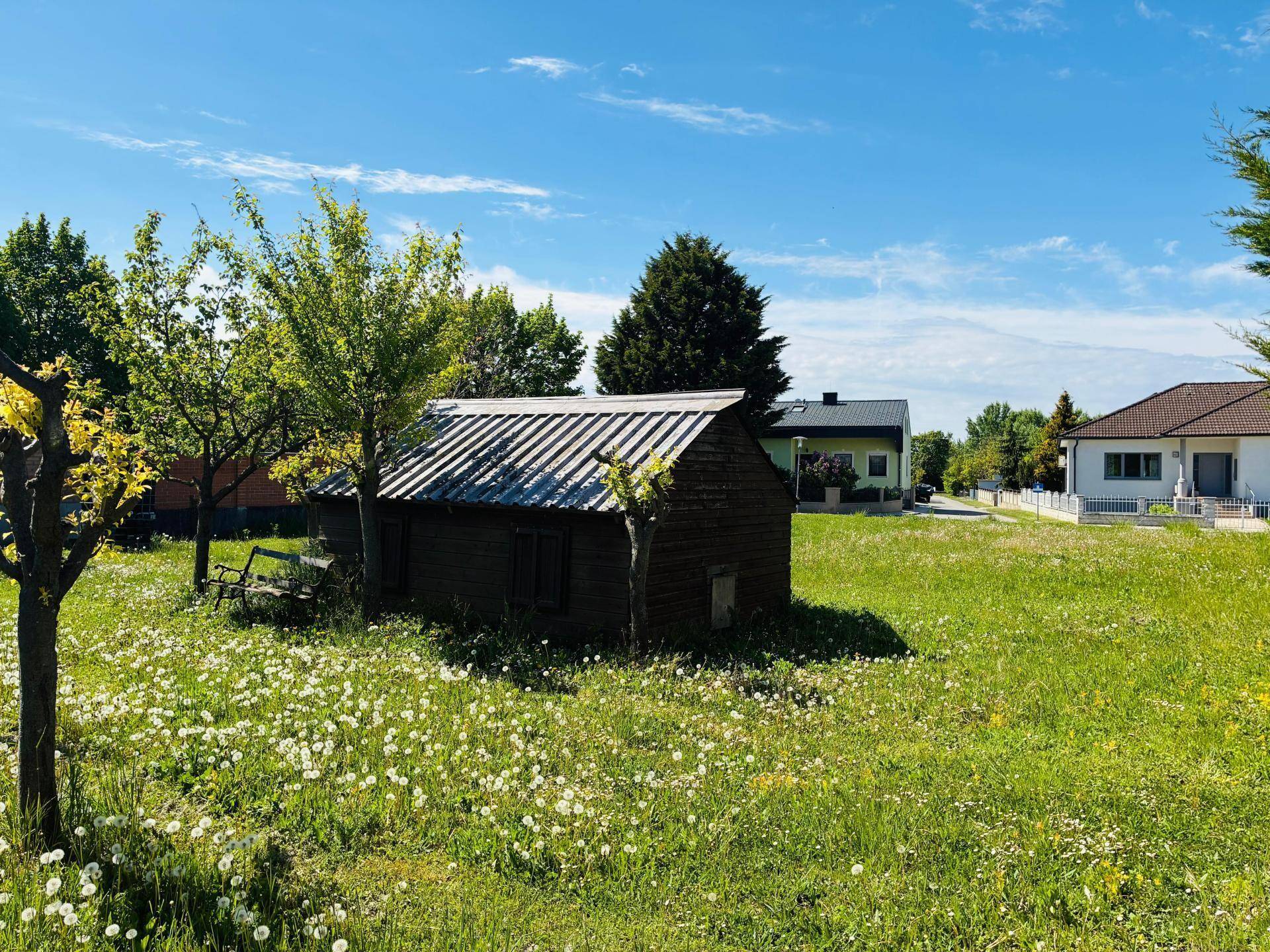 Grüner Gartenbereich mit einer kleinen Holzhütte und einer Wiese voller Löwenzahnblüten.