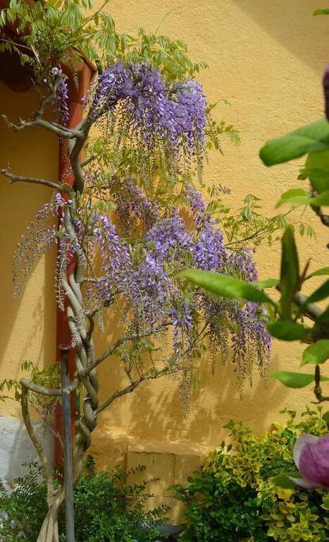 Blühende Glyzinie rankt sich an einer gelben Hauswand empor und schmückt den Garten.