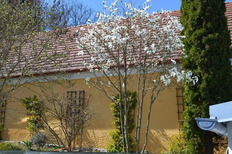 Hausfassade mit Ziegeldach, blühendem Baum und hohen Zypressen im Vorgarten.