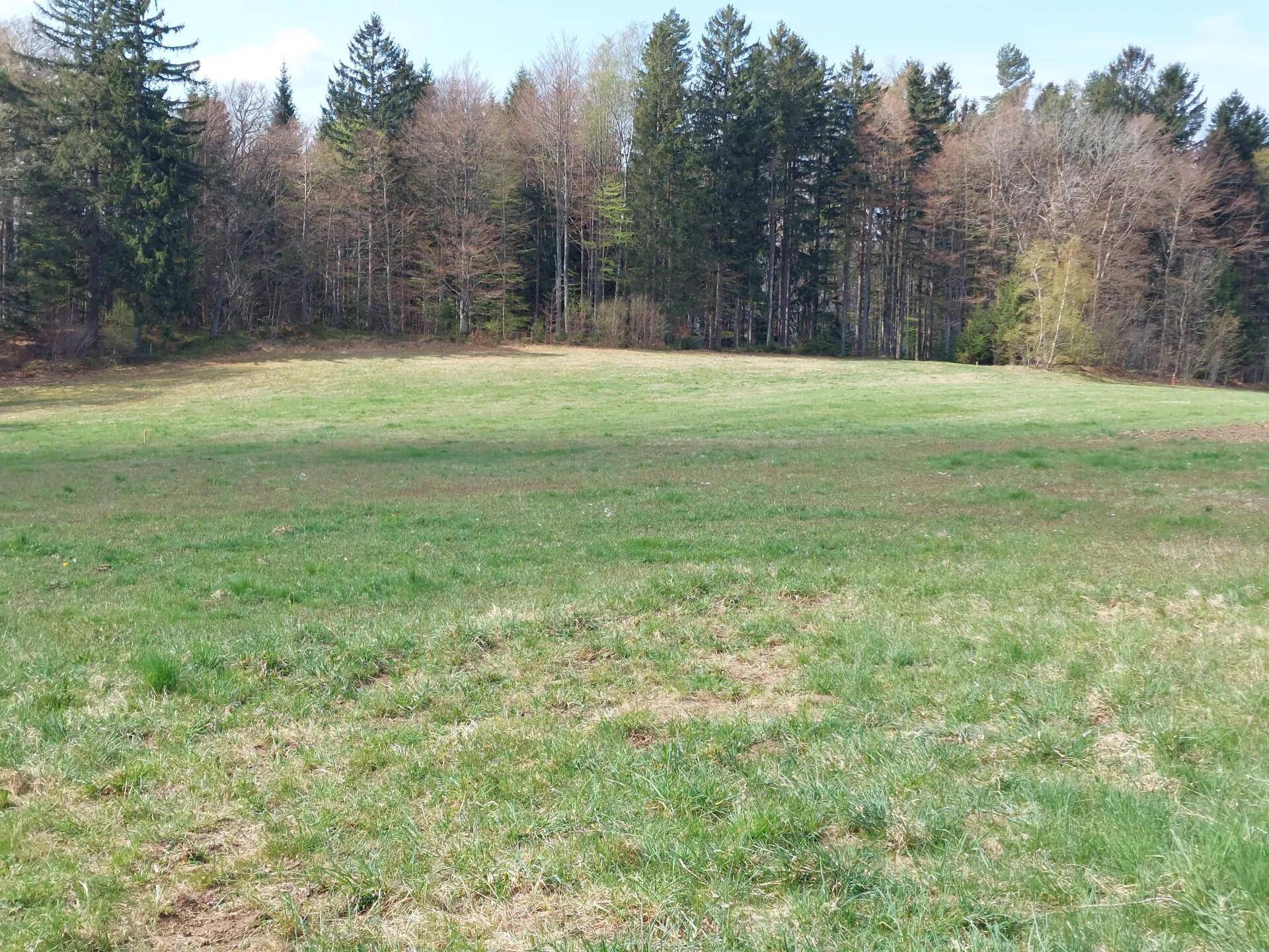 Offene, weitläufige Wiesenfläche mit kurzem Gras, begrenzt durch einen Wald im Hintergrund unter blauem Himmel.