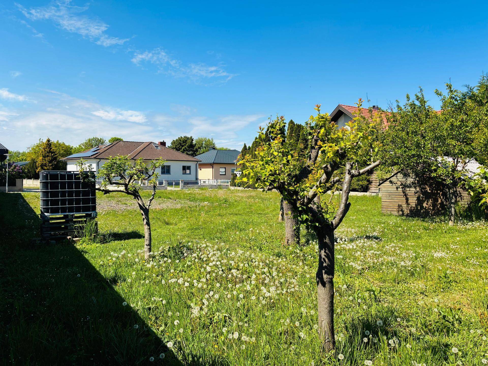 Sonniger Gartenbereich mit blühenden Löwenzahnwiesen und jungen Obstbäumen unter blauem Himmel.