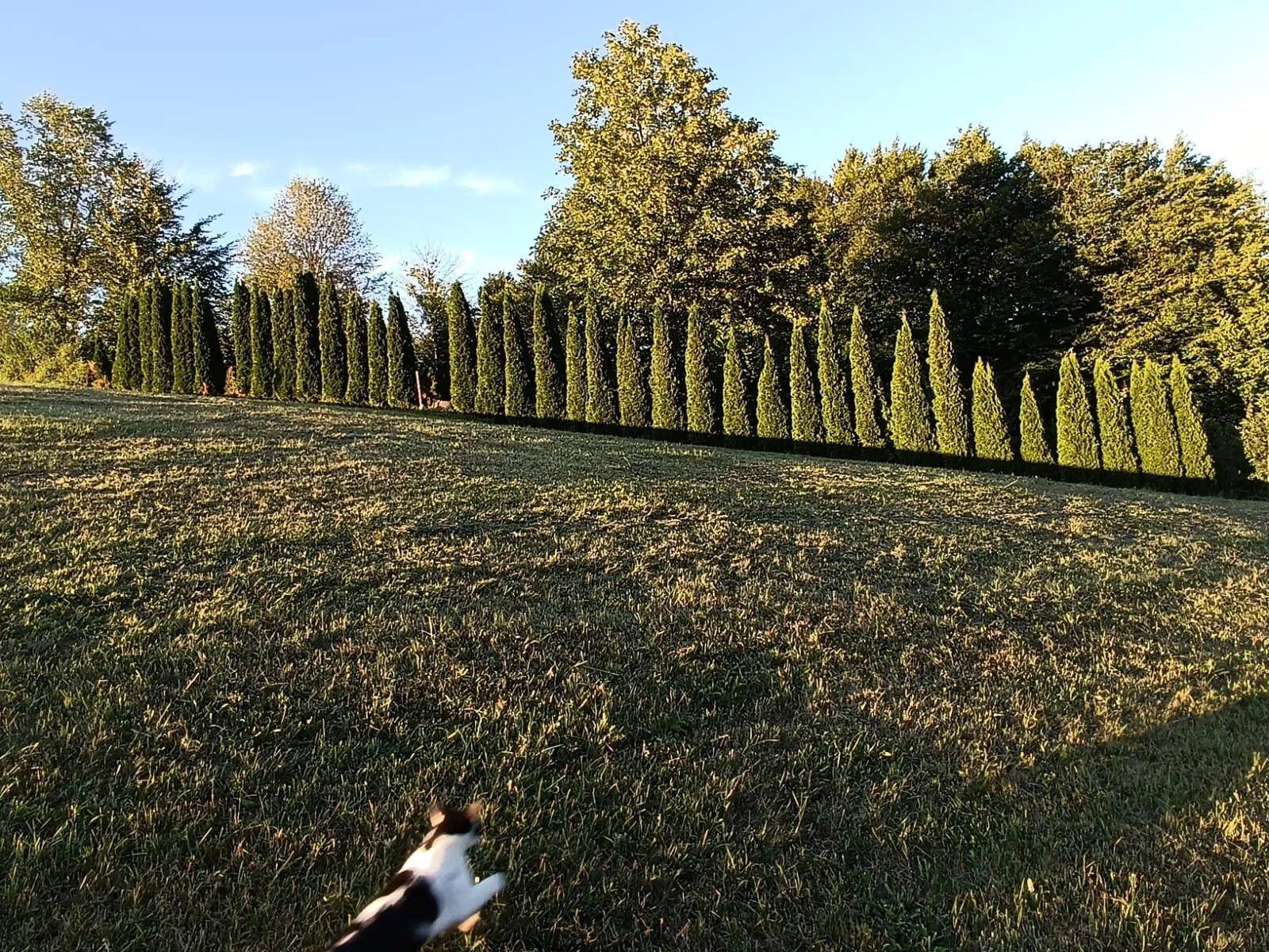 Weitläufige grüne Wiese mit einer langen Reihe von hohen Hecken unter blauem Himmel.