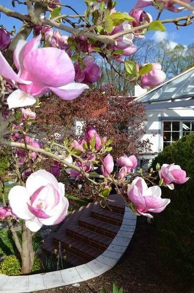 Blühender Magnolienbaum im Vorgarten mit Blick auf das Haus und den Wintergarten.