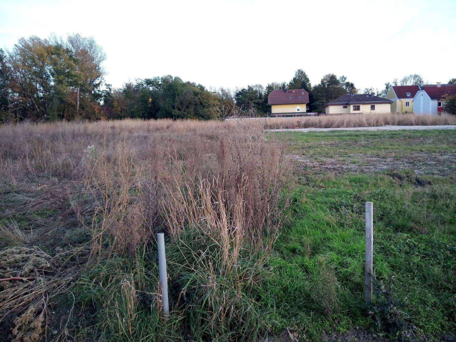 Unbebautes Grundstück mit hohem Gras und Blick auf die Nachbarschaft.