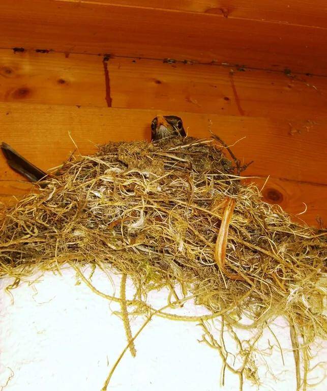 Vogelnester unter dem Holzdachboden, ein Zeichen für naturnahes Wohnen.