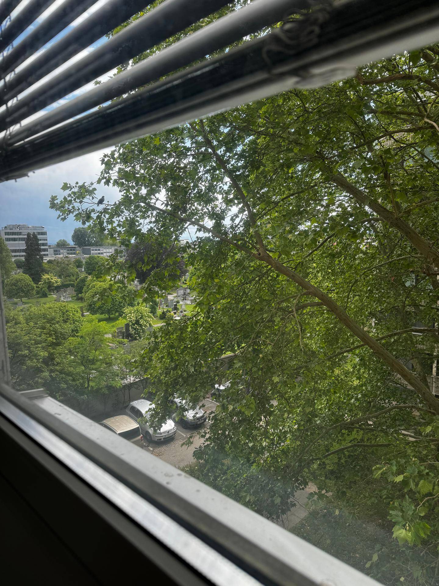 Blick aus dem Fenster auf grüne Bäume und die umliegende Stadtlandschaft.