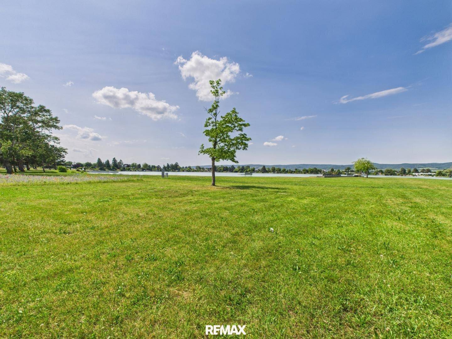 Weitläufige grüne Wiese mit einem einzelnen Baum und einem See im Hintergrund unter blauem Himmel.