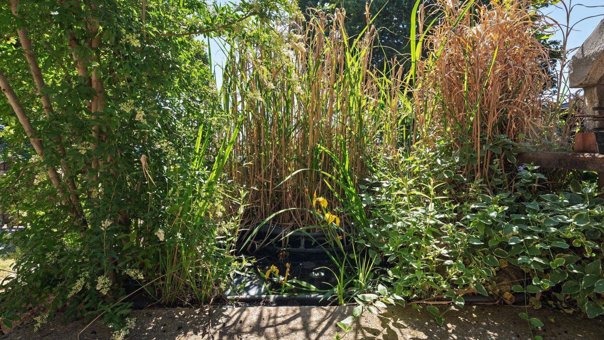Teich im Garten, umgeben von hohen Gräsern und Wasserpflanzen, bei Sonnenschein.