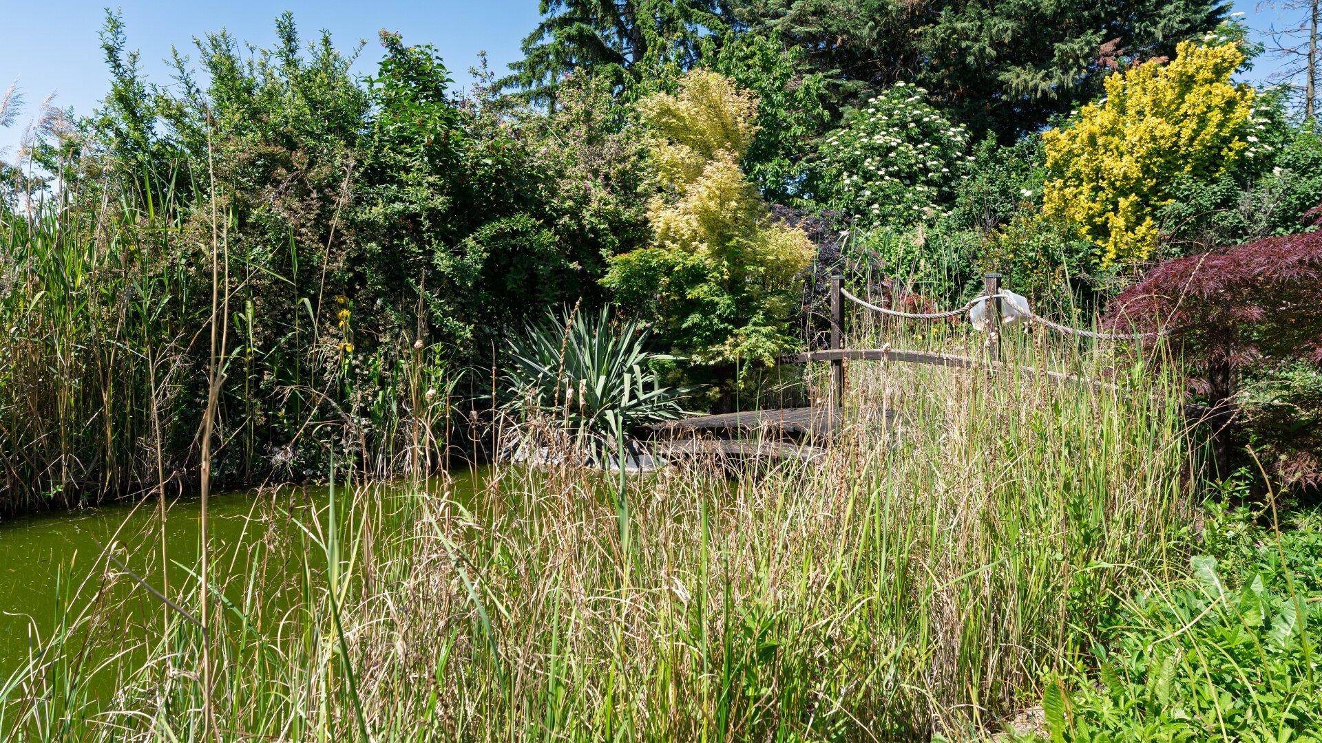 Teich im Garten, umgeben von hohen Gräsern und Bäumen, unter blauem Himmel.