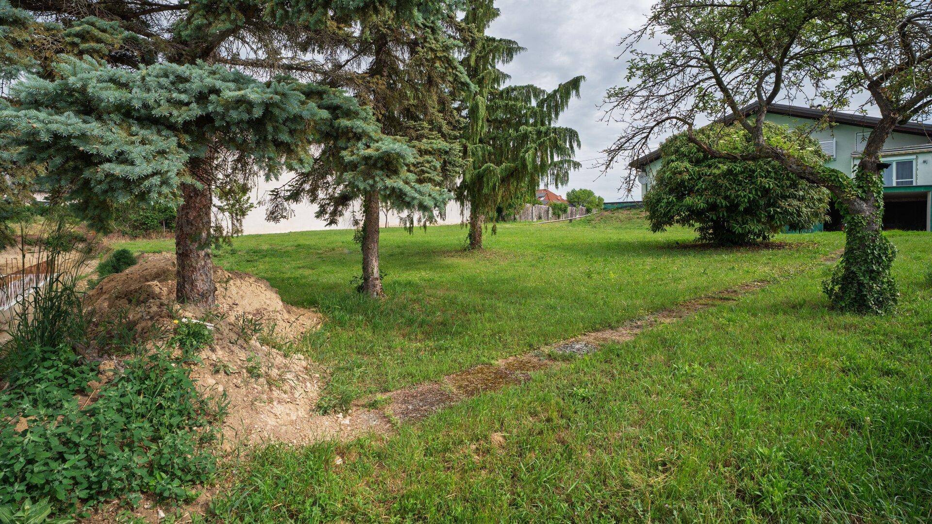Grüner Gartenbereich mit hohen Nadelbäumen und einem Laubbaum, im Hintergrund ein Wohnhaus.