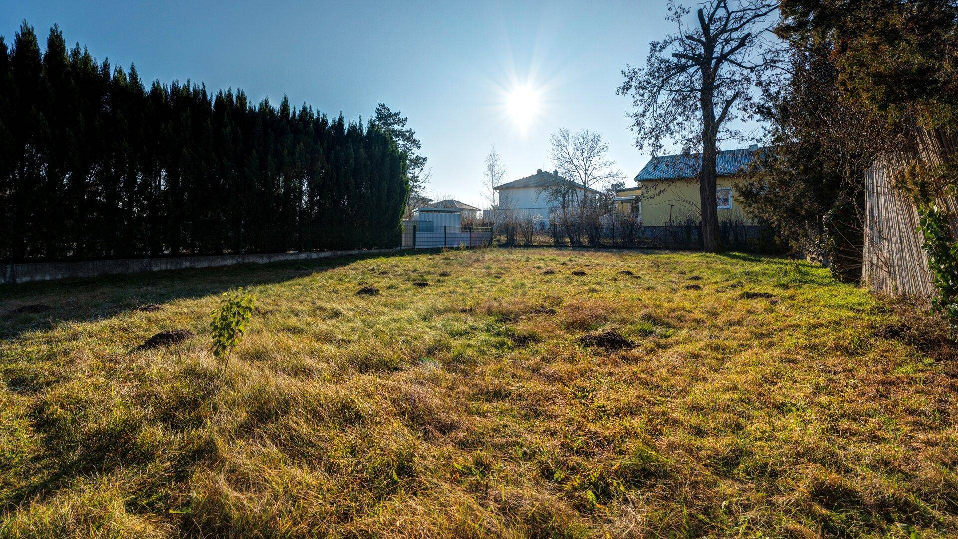 Große, sonnige Rasenfläche des Gartens mit einer hohen Hecke im Hintergrund.