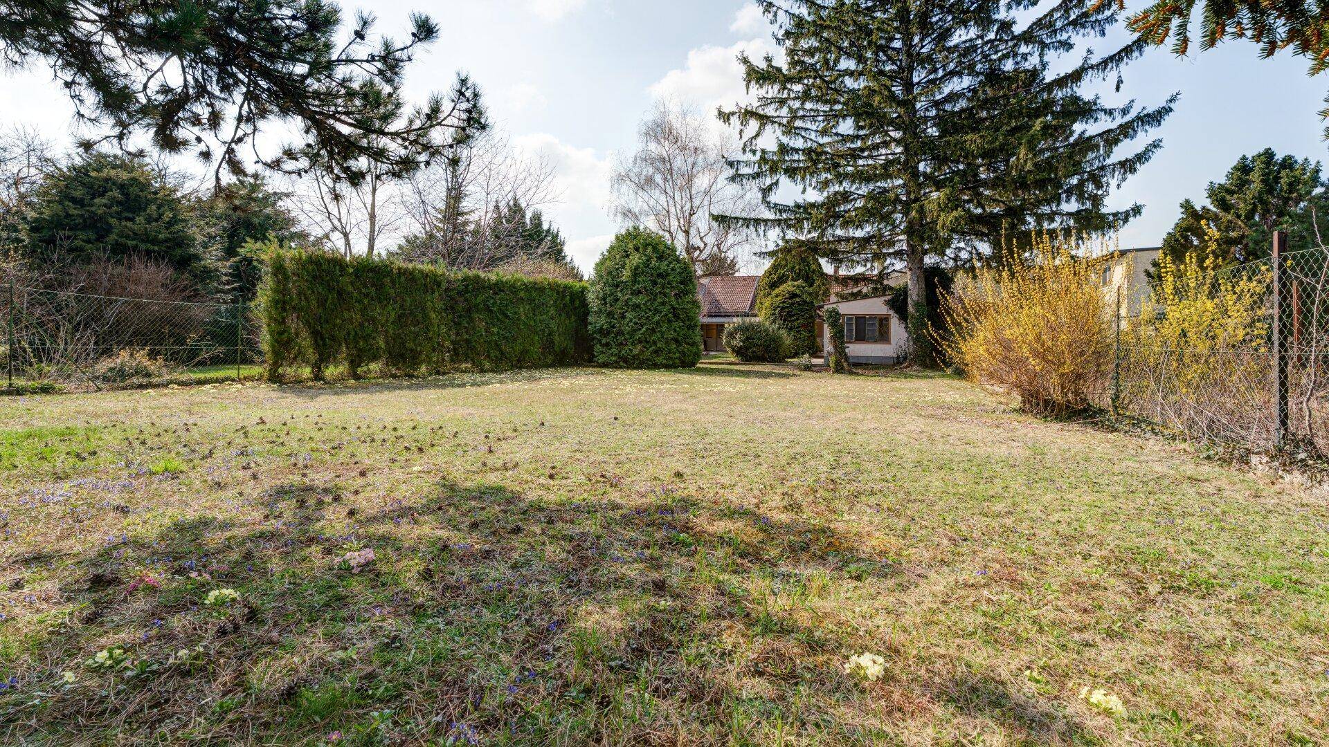 Offener Gartenbereich mit Rasen, hohen Bäumen und einer dichten Hecke im Hintergrund.