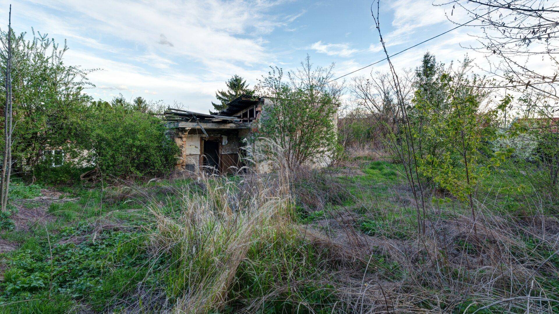 Blick auf das verwilderte Grundstück mit einem stark baufälligen Gebäude und üppiger Vegetation.