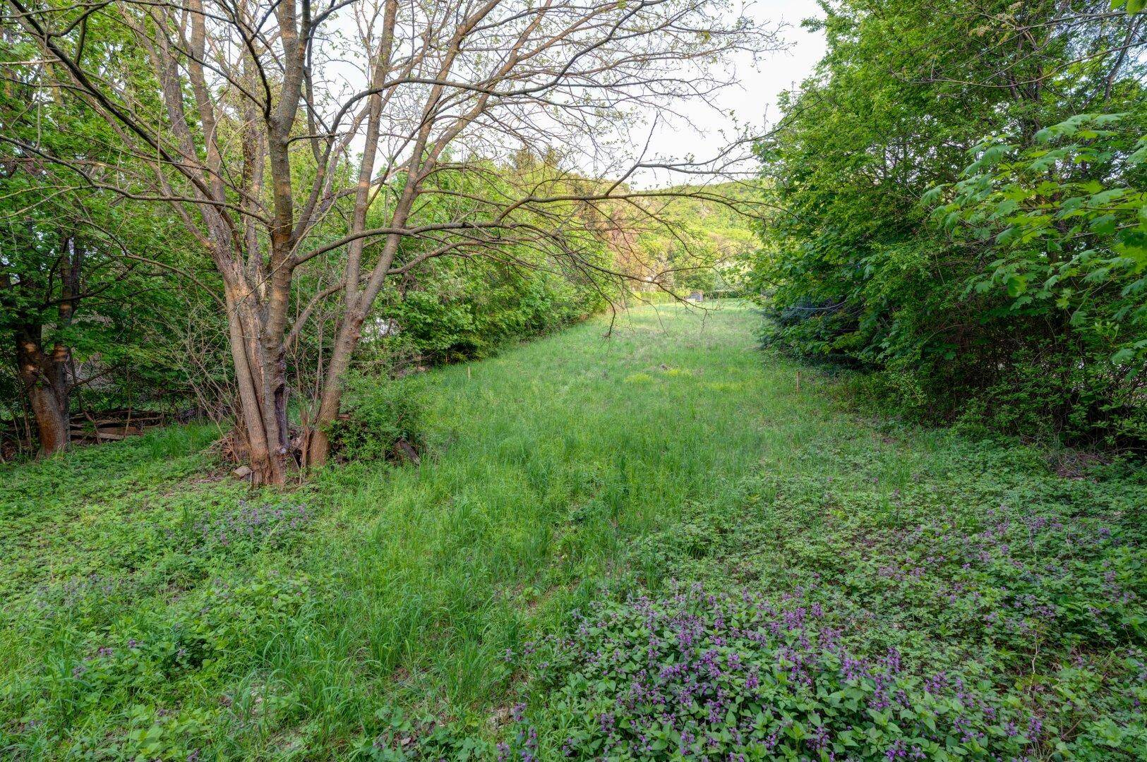 Weitläufige Grünfläche mit hohem Gras und Bäumen, umgeben von dichter Vegetation und Natur.