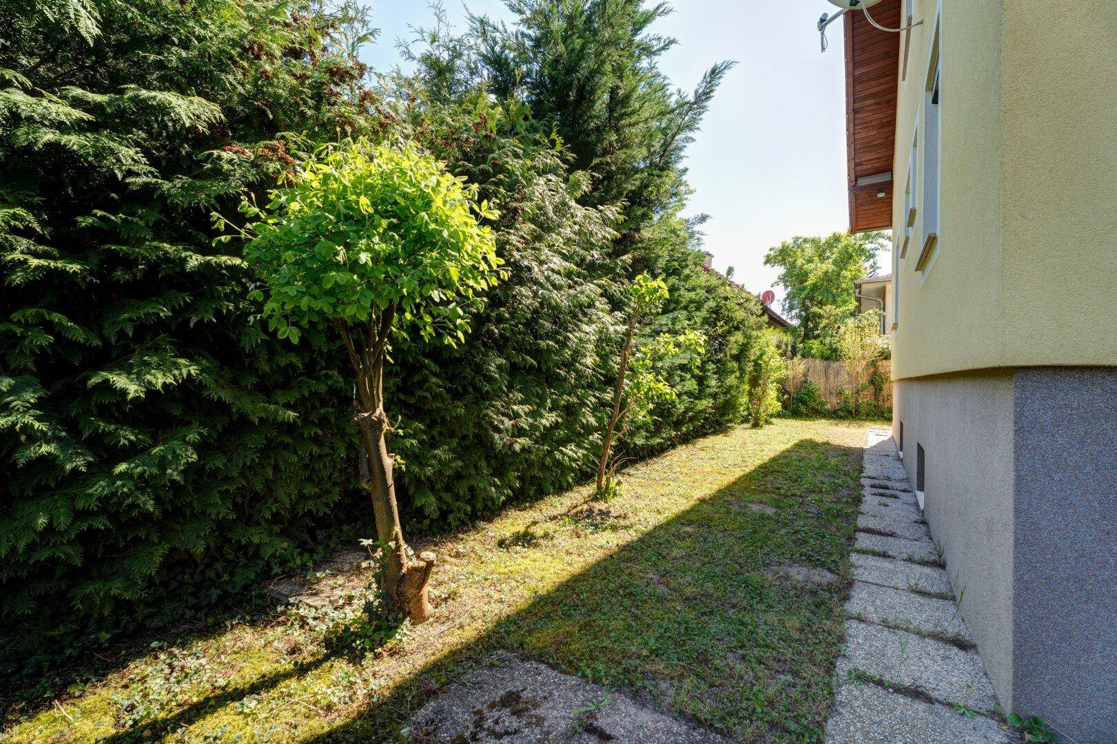 Schmaler Rasenstreifen entlang der Hauswand, begrenzt von einer hohen, dichten Hecke.