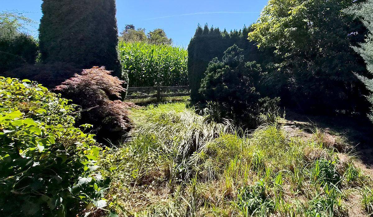 Grüner Gartenbereich mit verschiedenen Pflanzen und Bäumen, angrenzend an ein Maisfeld.