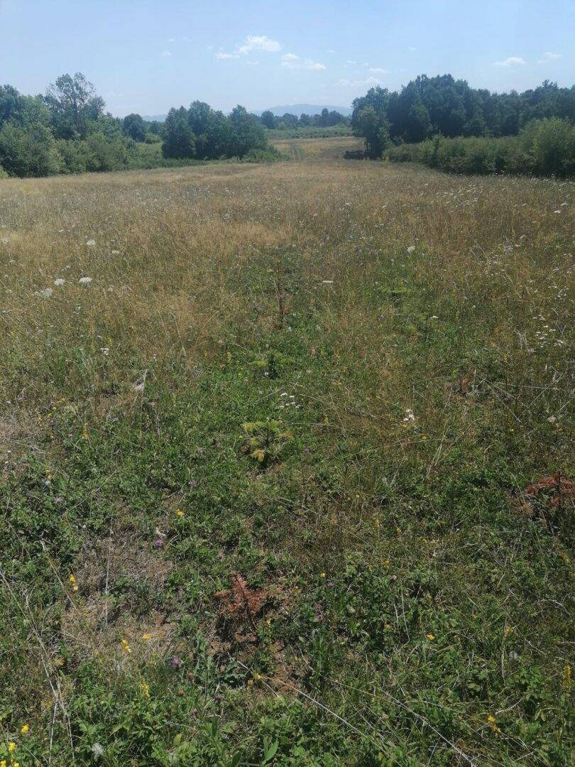 Offenes Feld mit hohem Gras und vereinzelten jungen Pflanzen unter blauem Himmel und Sonnenschein.