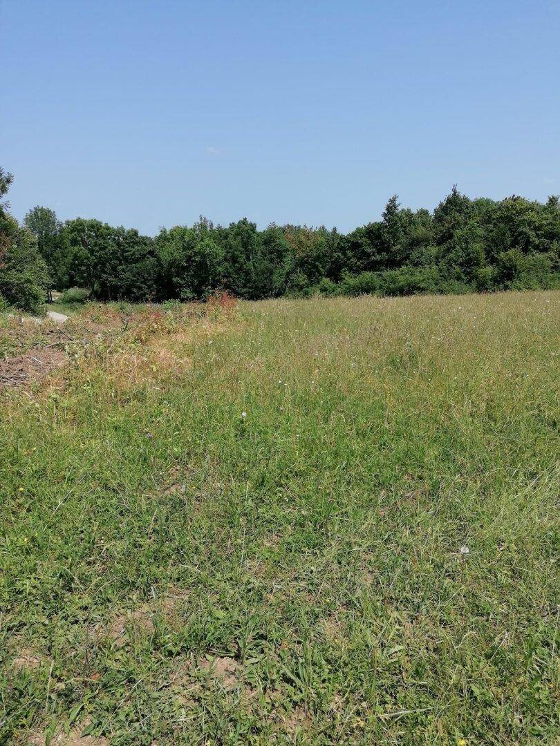 Ungepflegte Wiese mit hohem Gras und Bäumen im Hintergrund unter strahlendem Sonnenschein.