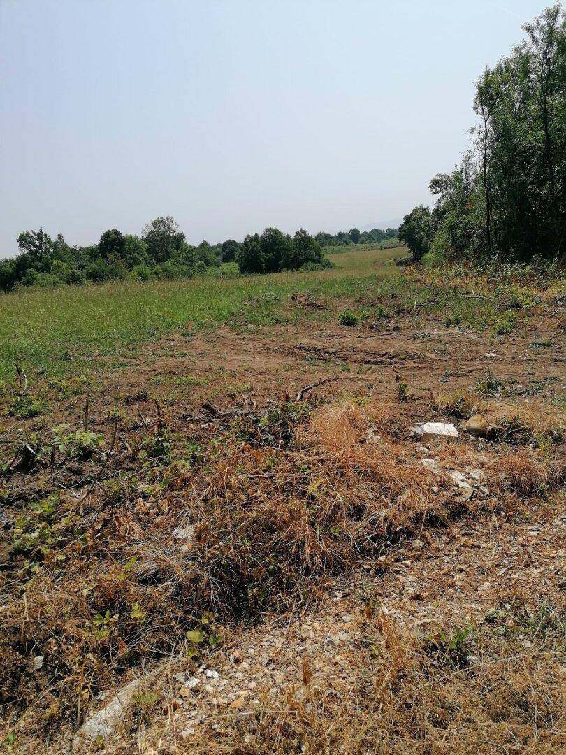 Teilweise gerodetes Feld mit trockener Vegetation und Bäumen am Horizont unter hellem Himmel.
