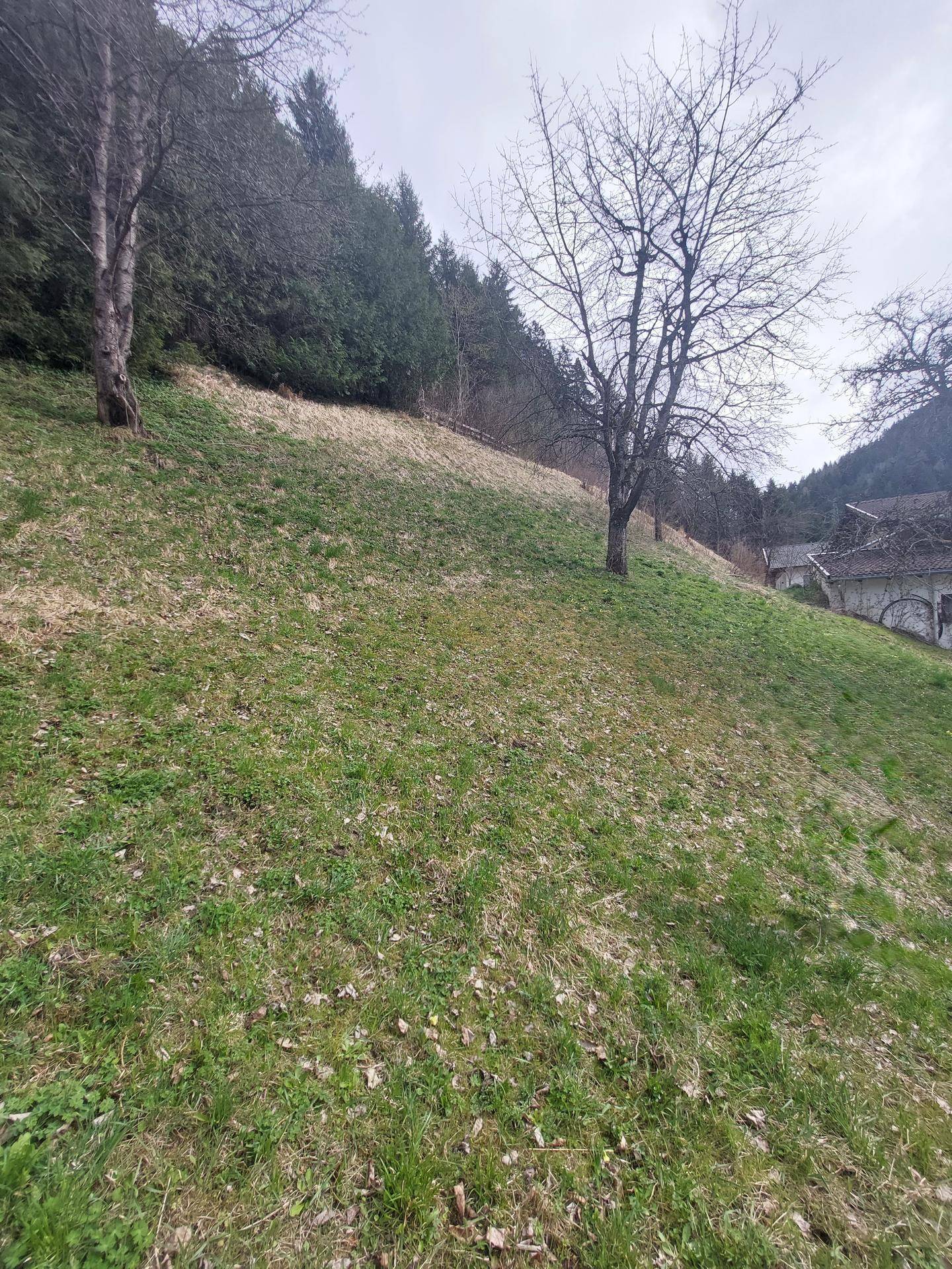 Grüner Hang mit kahlen Bäumen und dicht bewaldeten Bergen im Hintergrund unter bewölktem Himmel.