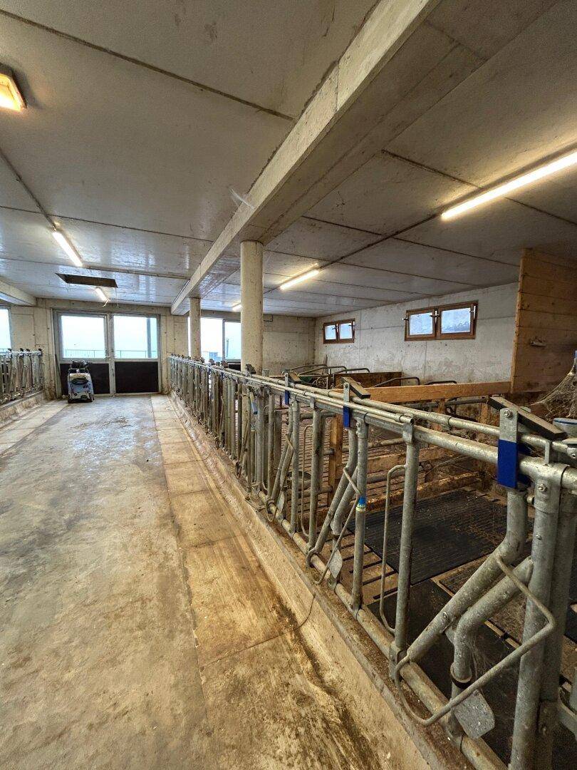Langer Stallgang mit Metallabtrennungen und Blick nach draußen.