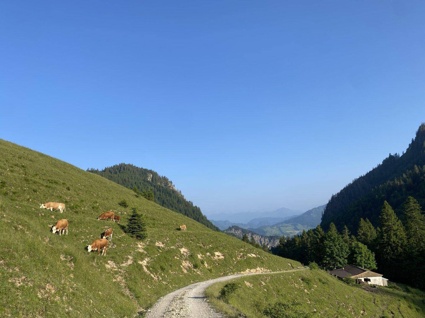 Malerische Berglandschaft mit grünen Wiesen und weidenden Kühen unter blauem Himmel.