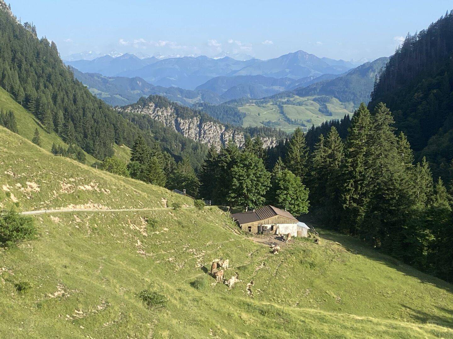 Idyllisches Bauernhaus in einer grünen Berglandschaft mit weidenden Kühen unter strahlend blauem Himmel.