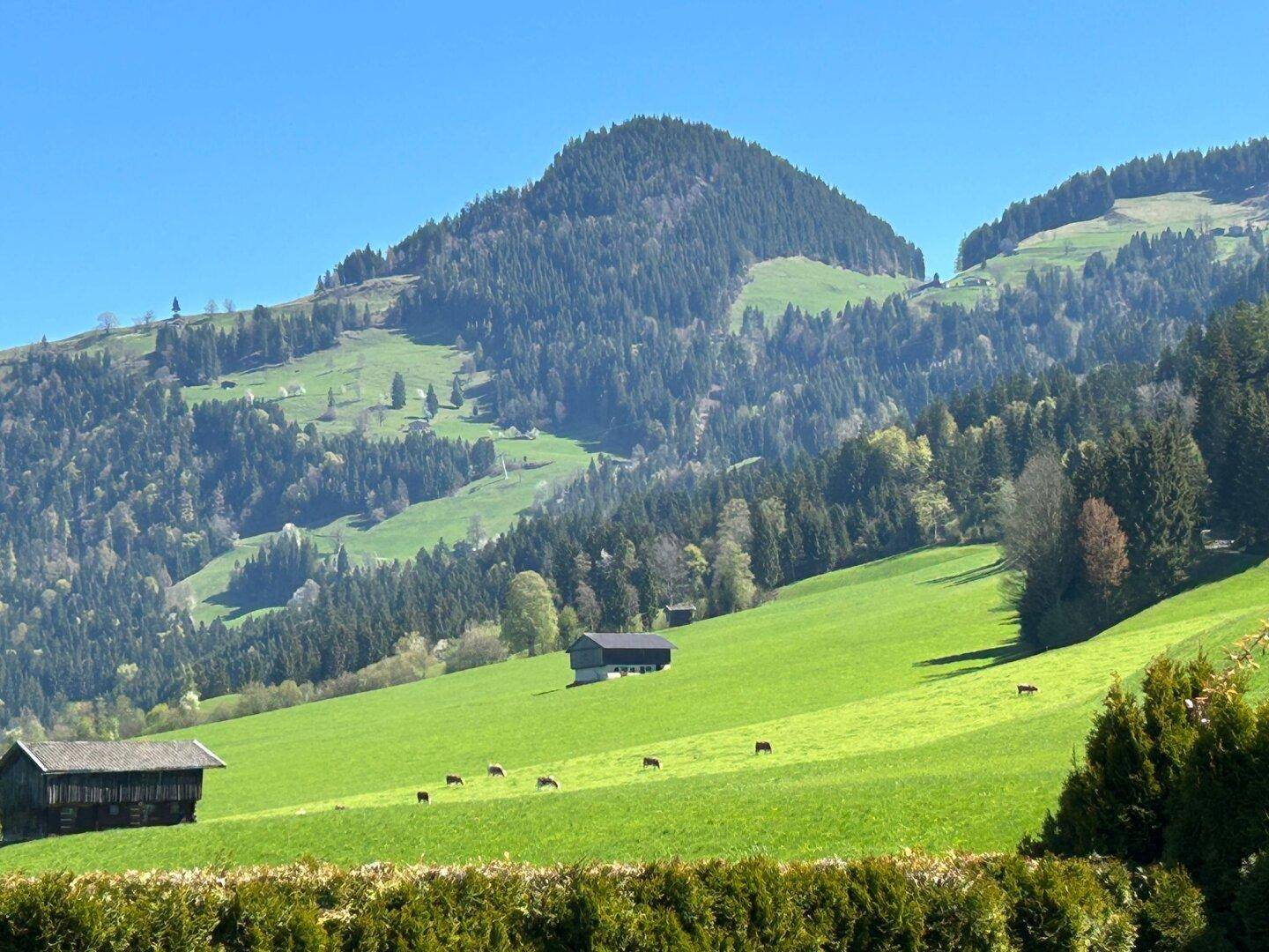 Nahaufnahme von grünen Berghängen mit verstreuten Häusern und weidenden Kühen.