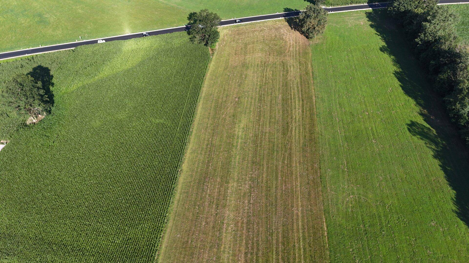 Luftaufnahme von landwirtschaftlichen Feldern und einer Landstraße mit vereinzelten Bäumen.