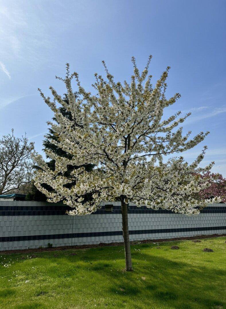 Blühender Baum im Garten unter blauem Himmel, ein Zeichen des Frühlings.