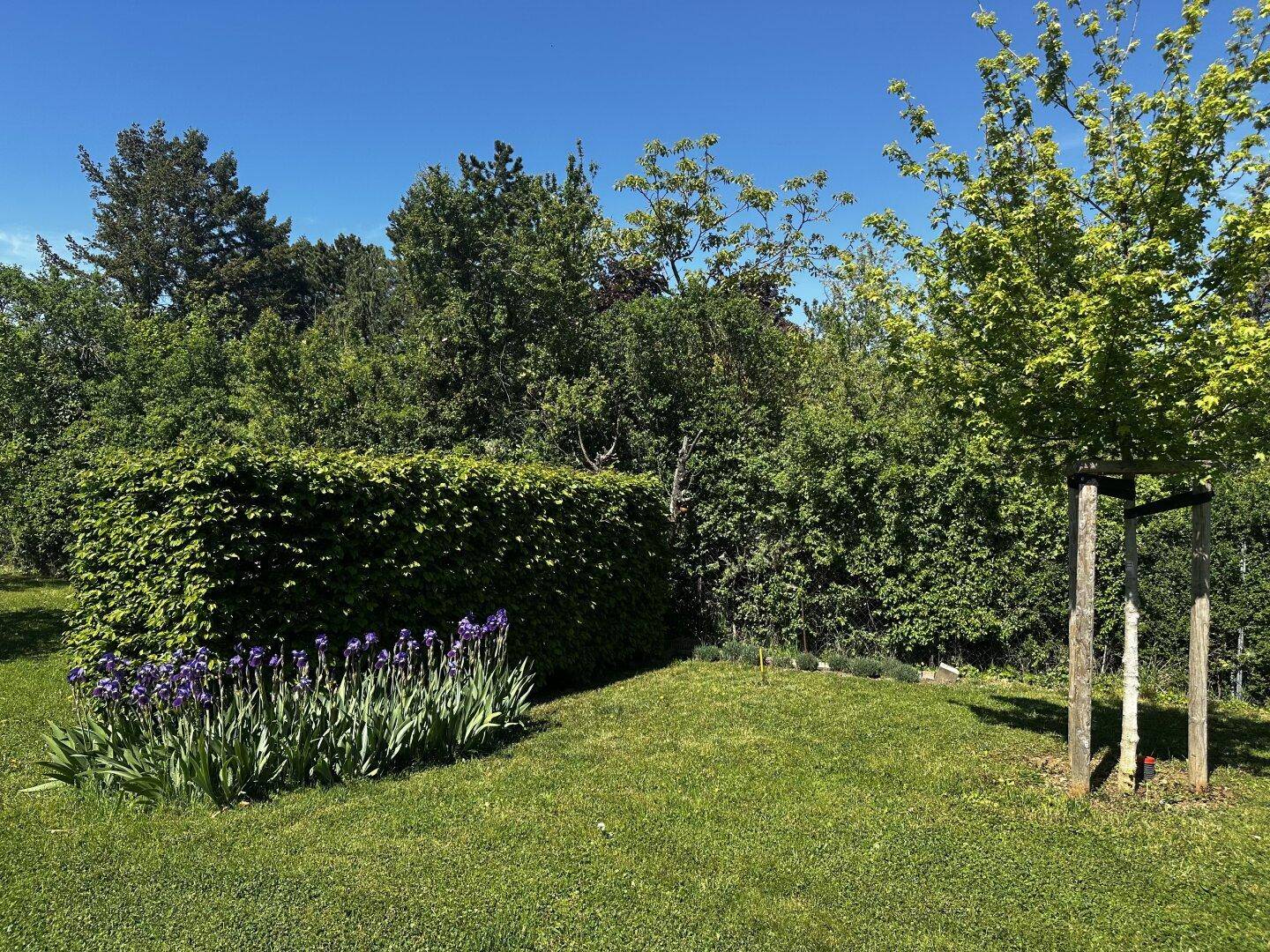Gepflegter Gartenbereich mit Hecke, Blumenbeeten und jungen Bäumen.