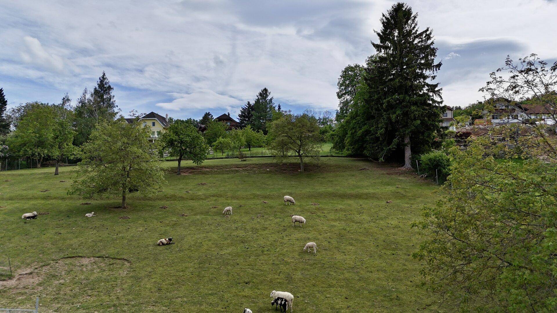 Weitläufige grüne Weide mit grasenden Schafen und Bäumen im Hintergrund unter einem bewölkten Himmel.
