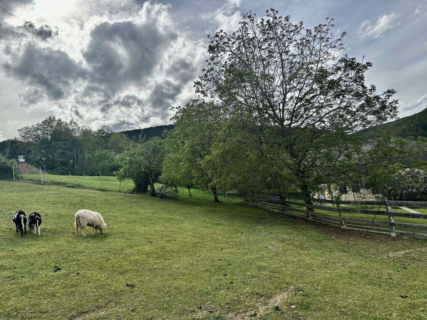 Grüne Weide mit grasenden Schafen, einem Holzzaun und großen Bäumen unter einem dramatischen Wolkenhimmel.